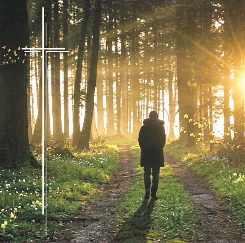 Waldweg im Licht